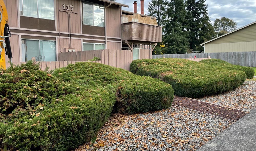 Shrub Removal Tacoma Before