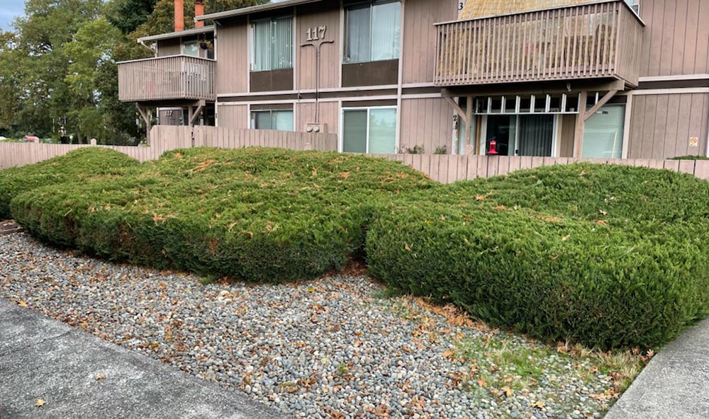 Tacoma Shrub Removal Before